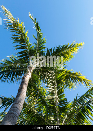 Palmiers, Floride Banque D'Images