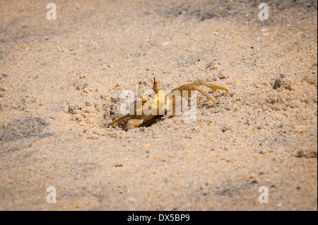 Le Sud de l'Inde du Sud Kerala Alleppy Mararikulam rive plage crabe crustacé sable Ocypode brevicornis fauna dans le trou creuser Banque D'Images