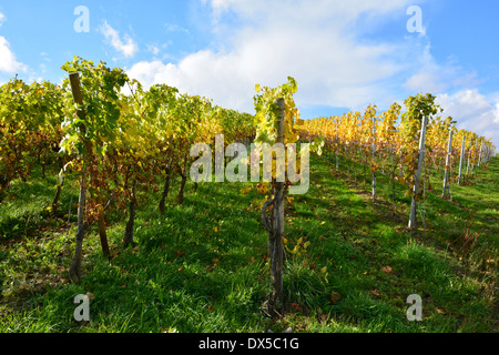 Moselle vignoble en automne paysage récolte ciel bleu Allemagne Weinberg Rebenlandschaft Weinbergslandschaft im Herbst Mosel Banque D'Images