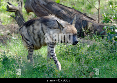 La Hyène rayée (Hyaena hyaena) est une espèce de vrai hyène originaire de l'Amérique et l'Afrique de l'Est, du Caucase, du Moyen-Orient. Banque D'Images