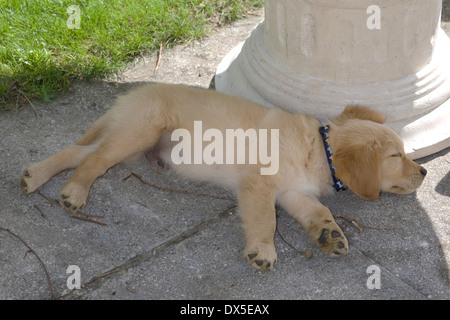 Mylo/Buddy, Yorkbeach patrouille Ponton, âgé de 11 semaines chiot golden retriever sleeps par table en pierre on patio Banque D'Images