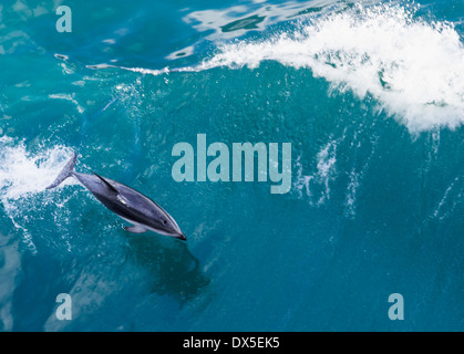 Sauts de grands dauphins de l'eau dans l'océan par bateau de croisière, Nouvelle-Zélande Banque D'Images