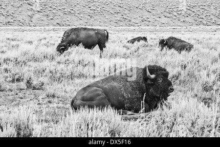 Le bison d'Amérique - Buffalo - orientation horizontale d'un troupeau de bisons paissant dans les champs en noir et blanc Banque D'Images