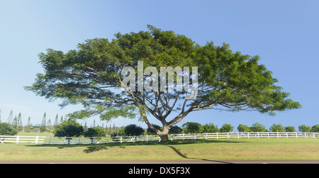 Acacia tree ou arbre Koa, Hawaii, USA Banque D'Images