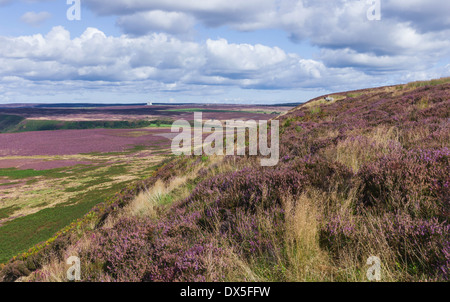 Heather en fleurs sur une belle journée d'automne au milieu de la North York Moors entre Levisham et Goathland dans Yorkshire du nord, U Banque D'Images