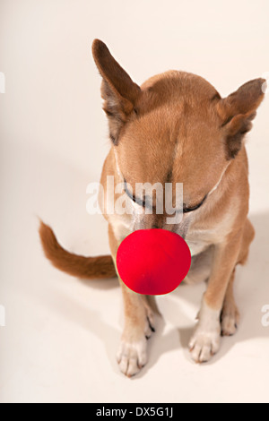 Dog wearing red clown nose sur fond blanc, Close up, high angle view Banque D'Images