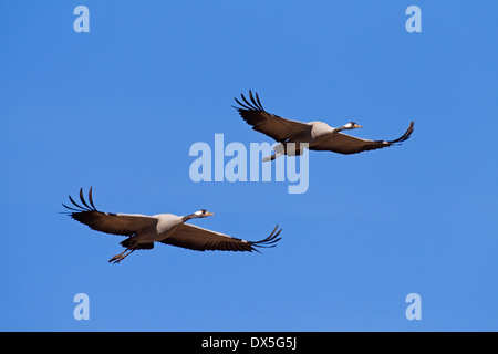 Deux grues cendrées / grue Eurasienne (Grus grus) en vol sur fond de ciel bleu Banque D'Images