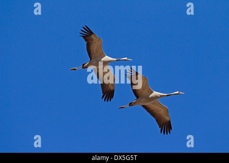 Deux grues cendrées / grue Eurasienne (Grus grus) en vol sur fond de ciel bleu Banque D'Images