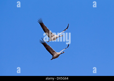 Deux grues cendrées / grue Eurasienne (Grus grus) en vol sur fond de ciel bleu Banque D'Images