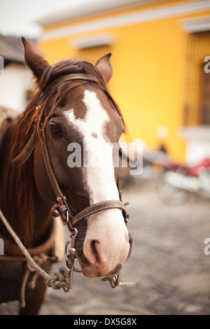 Cheval avec mors, portrait, Close up Banque D'Images