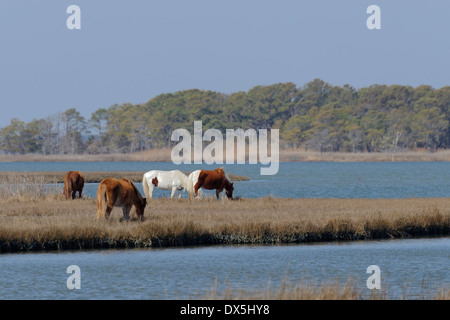 Quatre chevaux sauvages, bruns et blancs, se broutent dans les terres humides de l'île Assateague pendant la saison hivernale. Banque D'Images