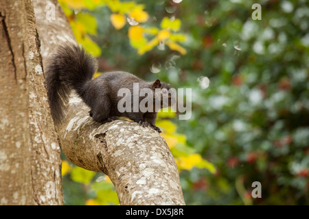 L'écureuil gris noir jusqu'à la ligne de mutation grand arbre-Victoria, Colombie-Britannique, Canada. Banque D'Images