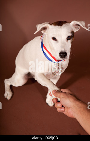 Man shaking hands with large dog wearing médaille d'argent sur fond brun, high angle view Banque D'Images