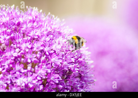 Macro Portrait de jaune et noir Bourdon sur Fleur d'Allium Banque D'Images