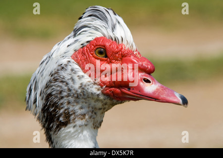 Portrait d'un canard de Barbarie (Cairina moschata), un grand duck qui est originaire du Mexique et d'Amérique centrale et du Sud. Banque D'Images