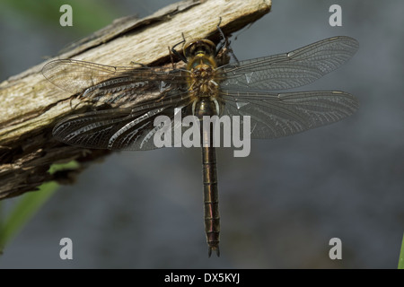 Le Emerald (cordulia aenea) nouvellement développé femelle Banque D'Images