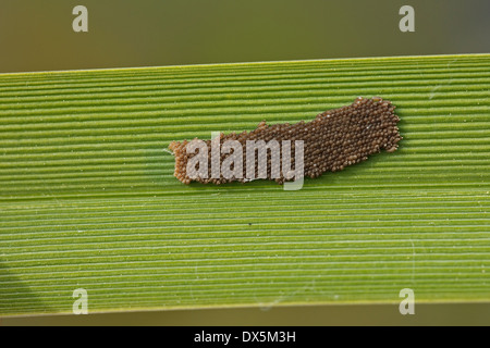 Alder fly (Sialis lutaria) œufs sur une feuille Banque D'Images