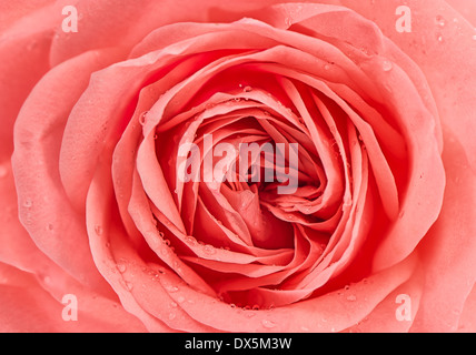 Close up of fresh rose rose fleur avec des gouttes d'eau Banque D'Images