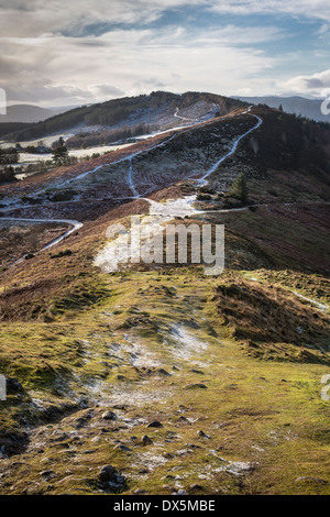 Retour du chat à partir de la crête de la colline en Knockfarrel Strathpeffer. Banque D'Images