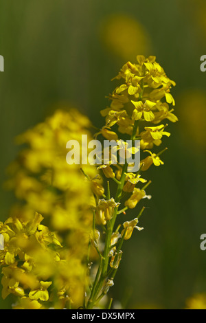 Commune de floraison (Cresson d'hiver Barbarea vulgaris), Banque D'Images