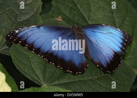 Morpho bleu tropical (Morpho peleides) également connu sous le nom de Papillon Empereur bleu montrant les extensions intérieures Banque D'Images