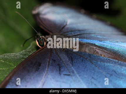 Morpho bleu tropical (Morpho peleides) également connu sous le nom de Papillon Empereur bleu montrant les extensions intérieures Banque D'Images