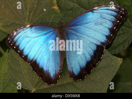 Morpho bleu tropical (Morpho peleides) également connu sous le nom de Papillon Empereur bleu montrant les extensions intérieures Banque D'Images