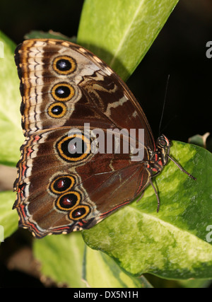 Close-up of a Blue Morpho peleides Morpho) (également connu sous le nom de l'empereur avec des ailes de papillon fermé Banque D'Images