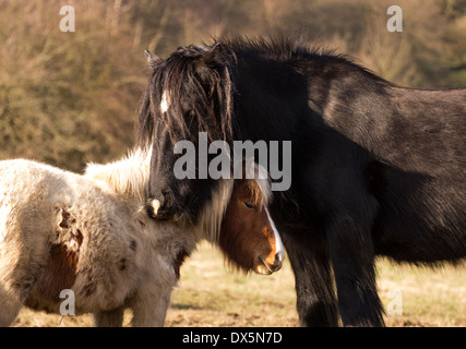 Paire de poneys dans le Yorkshire Dales Banque D'Images
