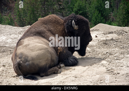 Région du volcan de boue, bison takes a nap, la mue de la fourrure. Banque D'Images