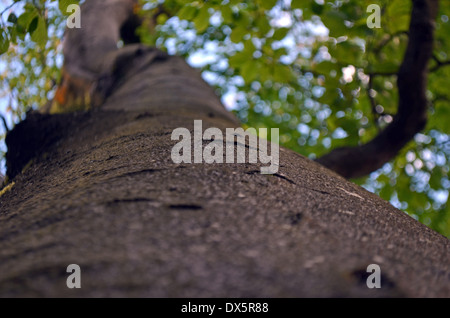 Jusqu'à un tronc d'arbre Banque D'Images