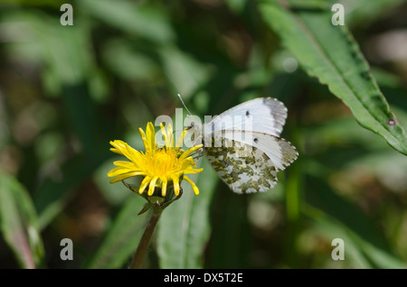 Astuce Orange femelle papillon sur une fleur de pissenlit dans une prairie de Cumbrie Banque D'Images