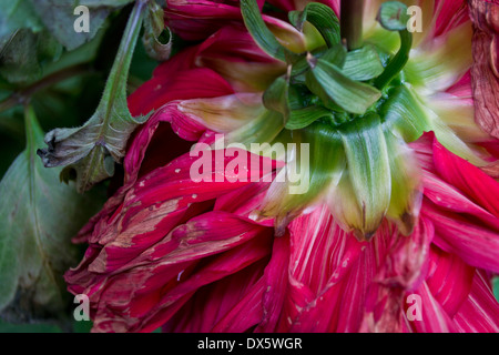 Il s'agit d'une photo d'une fleur Dahlia rouge. Banque D'Images