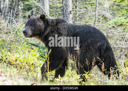 Grizzly Bear, dans le parc national Banff, Alberta, Canada. Banque D'Images