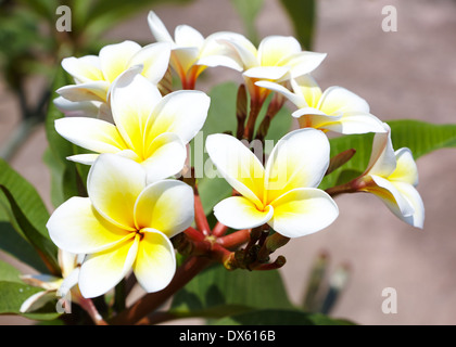 Belles fleurs de frangipanier blanc sur fond sombre Banque D'Images