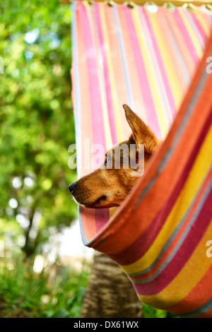 Sweet little dog se détendre dans un hamac à l'ombre des feuilles vertes des arbres. Banque D'Images