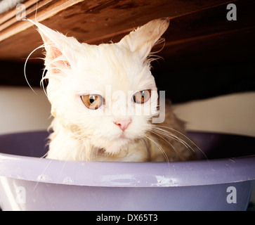 Chat humide Banque D'Images