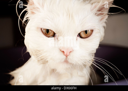 Chat humide Banque D'Images