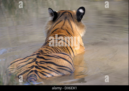 Vue arrière d'un tigre du Bengale (Panthera tigris tigris) couché dans l'eau étang, Ranthambhore national park, Rajastan, Inde. Banque D'Images