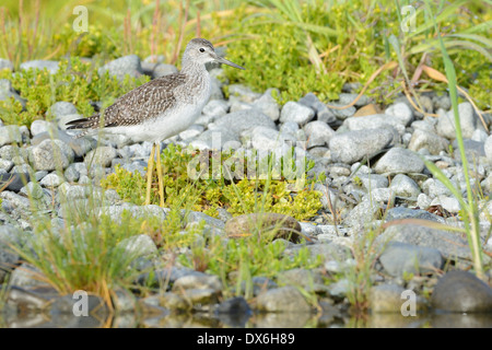 Moindre Yellowleg nourriture au river bank Banque D'Images