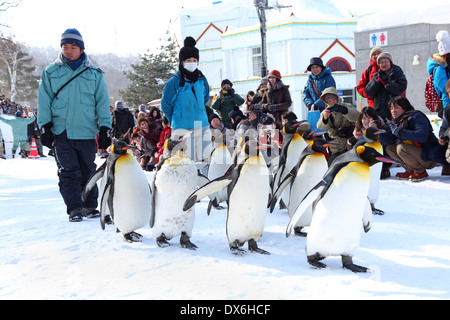 Penguin à pied au Zoo Asahiyama à Asahikawa, Japon Banque D'Images