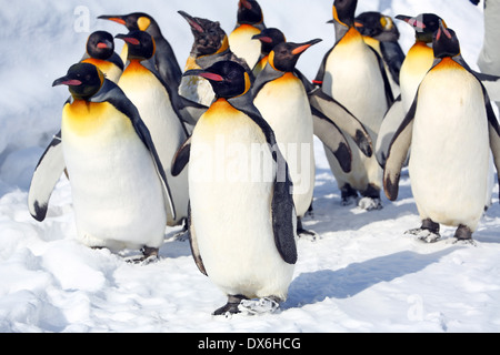 Penguin à pied au Zoo Asahiyama à Asahikawa, Japon Banque D'Images