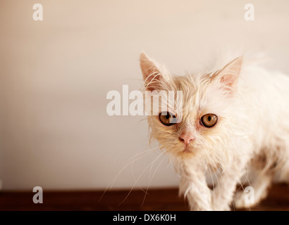 Chat humide Banque D'Images