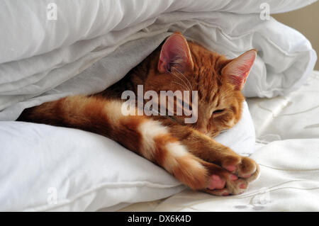 Aberystwyth, Pays de Galles, UK - Samson, âgé d'un an le gingembre cat, a trouvé l'endroit parfait pour un chat-pan. Il a glissé et est rentrée dans la litière propre de la chambre d'hôtes... -- 19 Mar 2014, Crédit Photo : John Gilbey/Alamy Live News. Banque D'Images