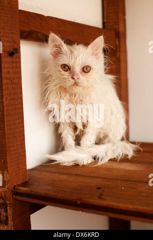 Chat humide Banque D'Images