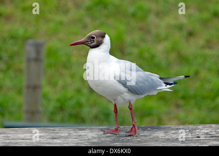 Mouette en plumage d'été, Enkhuizen, Hollande du Nord, aux Pays-Bas. Banque D'Images