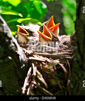 Robins nest classique Banque D'Images