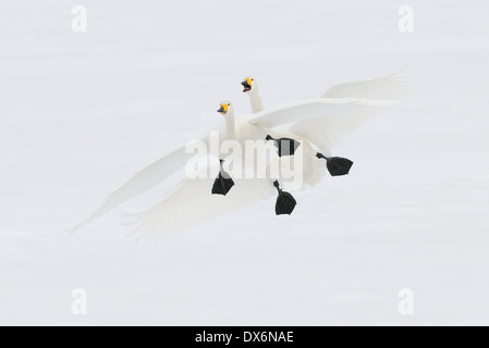 Cygne chanteur (Cygnus cygnus) l'atterrissage sur la glace du lac volcanique, Mashu, Akan, Hokkaido, Japon Banque D'Images