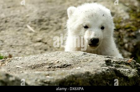 Munich, Allemagne. Mar 19, 2014. L'une des 14 semaines jumeaux ours polaire explore son enclos au zoo Hellabrunn de Munich, Allemagne, 19 mars 2014. C'est la première fois que les ours polaires qui sont nés le 09 décembre 2013 ont été présentés au public. Photo : Sven Hoppe/dpa/Alamy Live News Banque D'Images