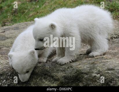 Munich, Allemagne. Mar 19, 2014. La 14 Semaine des jumeaux explorer leur enclos au zoo Hellabrunn de Munich, Allemagne, 19 mars 2014. C'est la première fois que les ours polaires qui sont nés le 09 décembre 2013 ont été présentés au public. Photo : Stephan Jansen/dpa/Alamy Live News Banque D'Images